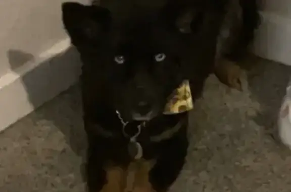 Lost Aussie Mix Near NW Expressway!