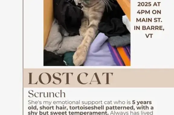 Lost Skittish but Sweet Cat in Barre, VT