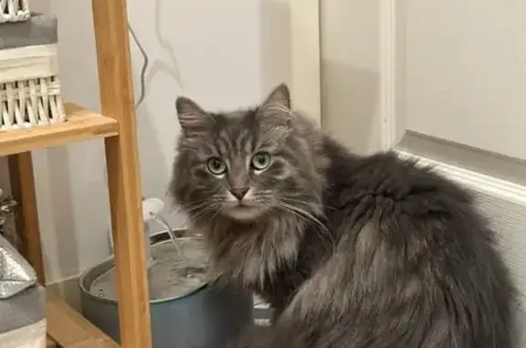 Chat perdu à Buc : Tehio, mâle castré - photo