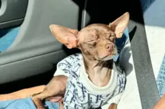 Lost Chihuahua: Tobby Missing in LA