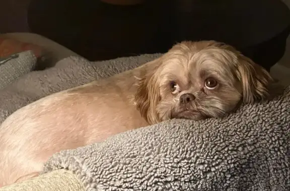 Missing dog Windsor, photo: Help Find Charlie: Windsor's Lost Pup