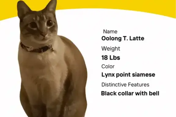 Lost: Friendly Lynx Point Siamese Oolong