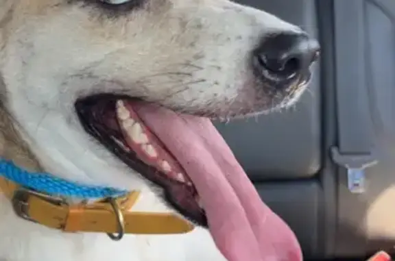 Found Dog: Unique Eyes, No Tags, Warner Robins