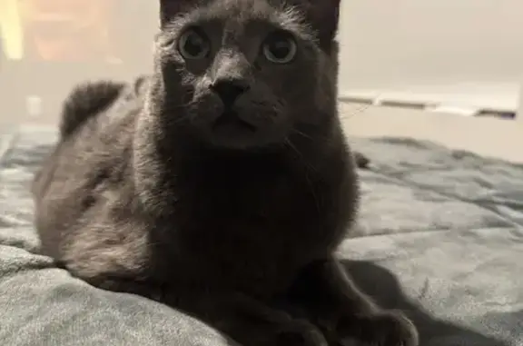 Found pets Milpitas, photo: Found Grey Cat: East Capitol Ave, Milpitas