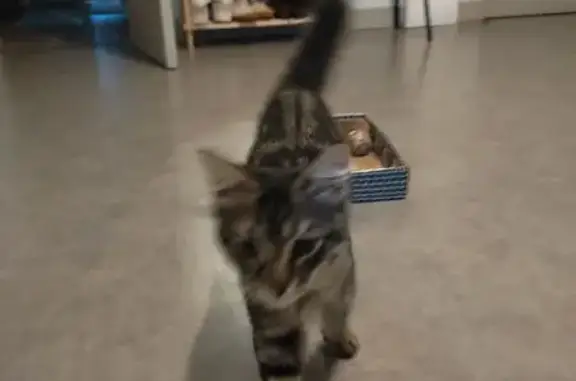 Chaton tigré perdu à Tulle, très sociable - photo