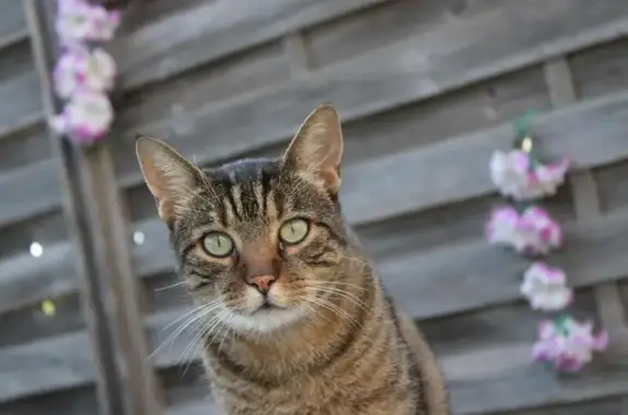 Chat tigré perdu à Gignac-la-Nerthe - photo