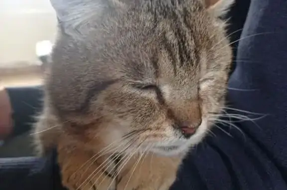 Chat européen perdu à Ambillou - photo