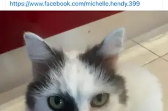 Lost 3-Legged Cat: Fluffy, White & Black