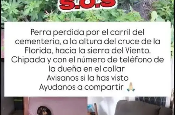 Perro perdido en Guadalcanal: negro y marrón