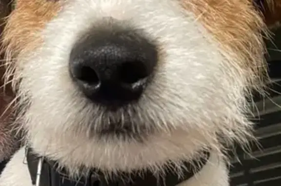 Lost Tri-Colored Jack Russell - Wooli Rd