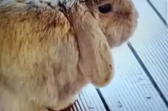 Lost Brown Minilop Rabbit in W...