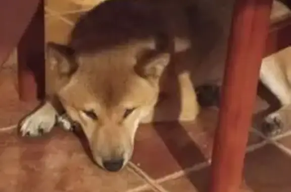 Perro perdido en Valladolid: Naranjita, asustadizo