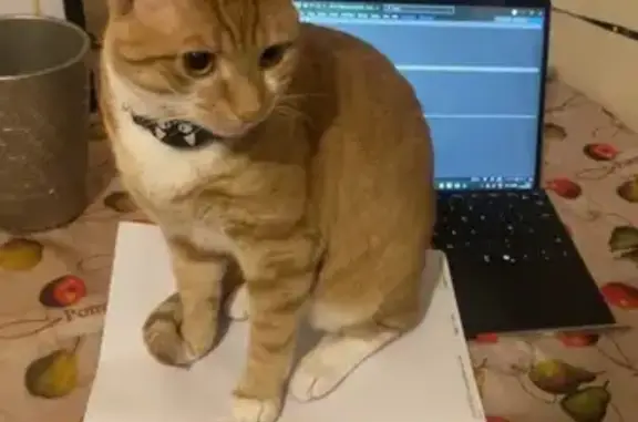 Lost Friendly Orange & White Cat - Vermont