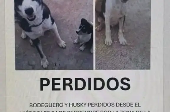¡Perra Husky y Cachorro Perdidos en Brenes!