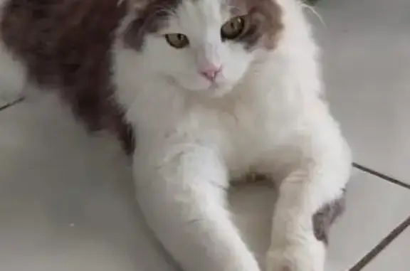 Missing cat Coffs Harbour, photo: Lost Fluffy Cat: Hazel Eyes, Coffs Harbour