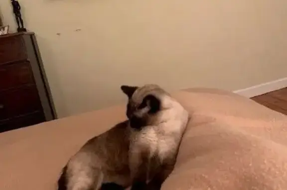 Chat siamois 17 ans perdu à Brive - photo