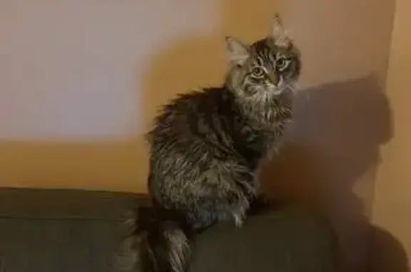 Chat perdu, Mornas, photo: Chatte perdue à Mornas, poil long