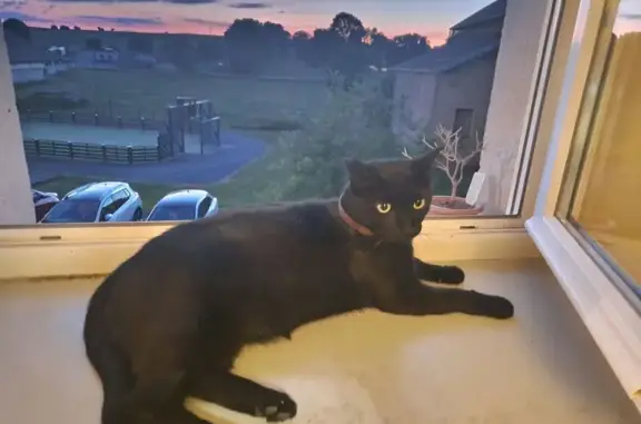 Animaux perdus , photo: Chat noir perdu, pucé, Dompierre-les-Tilleuls