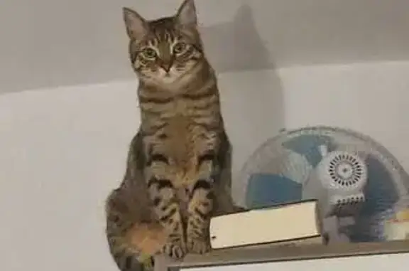 Gato Atigrado Perdido en Chilches