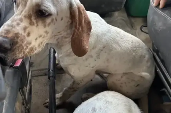 Animaux trouvés , photo: Deux chiennes trouvées à Olonzac