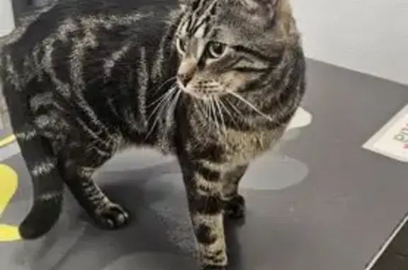 Chat tigré perdu à Thionville - photo