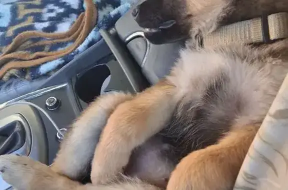 Missing dog , photo: Lost 8-Week German Shepherd/Wolf Pup