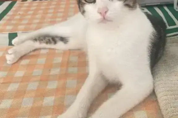 Gato perdido en Mataró: Félix, 6 meses, blanco y gris