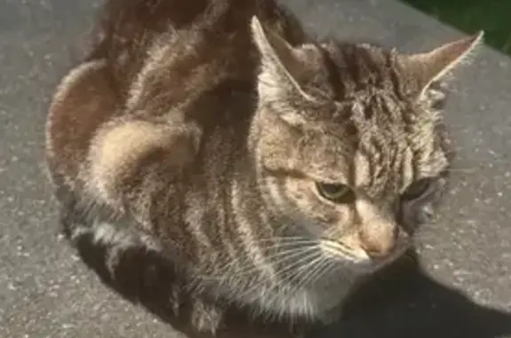 Found cat , photo: Friendly Found Cat on William Street