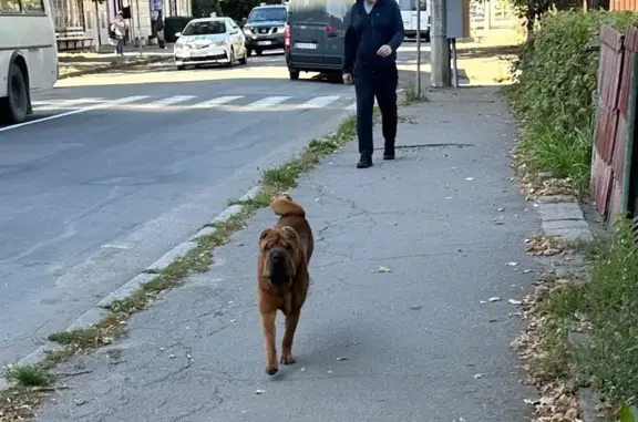 Знайдено шарпея біля Камʼянець...