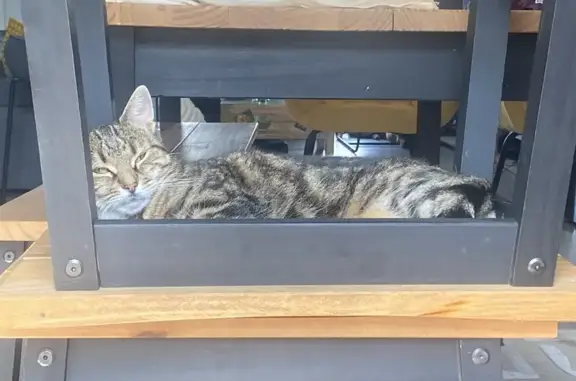 Chatte tigrée perdue à Ingré, tatouée - photo