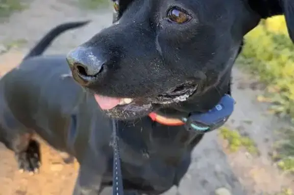 Búsqueda de mascotas, foto: Perro Perdido en Torrejón: Junior, Mini Labrador