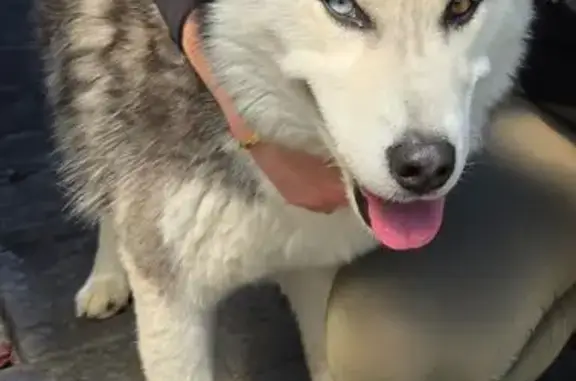 Lost Husky: Unique Eyes, Bayside Area