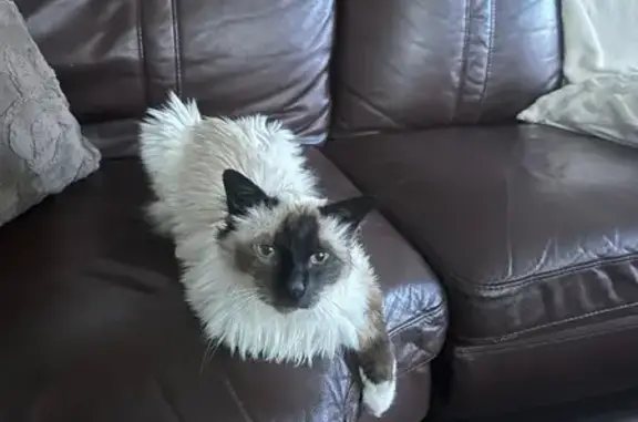 Kapucin, chat Birman perdu à Mirefleurs - photo