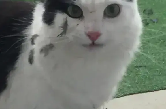 Chat perdu : Léon, poil long noir et blanc - photo