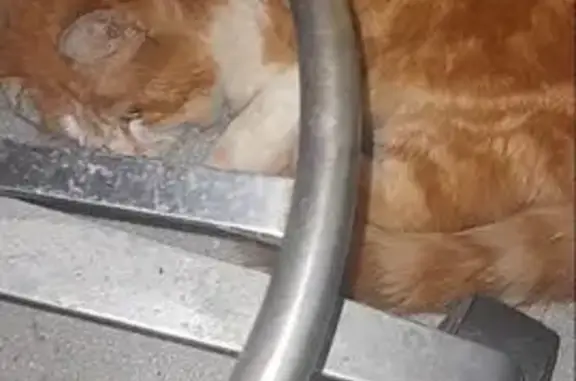 Chatte blessée recueillie et confiée à la SPA - photo
