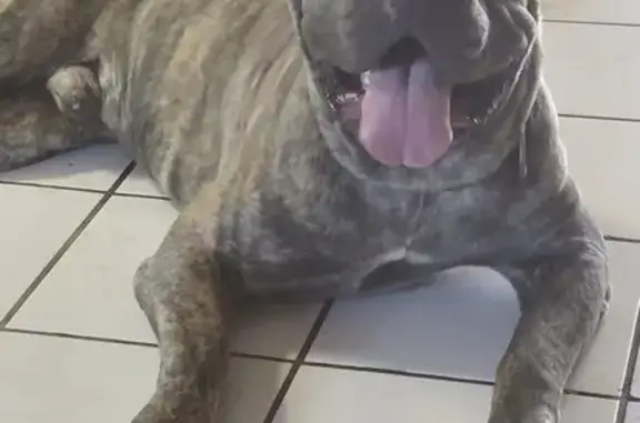 Found dog , photo: Brindle Dog Found: Mute on N. Cypress Ave