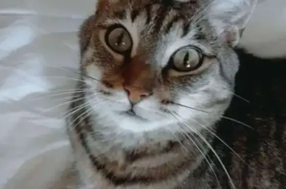 Chat perdu Tigré, santé fragile, Seiches - photo