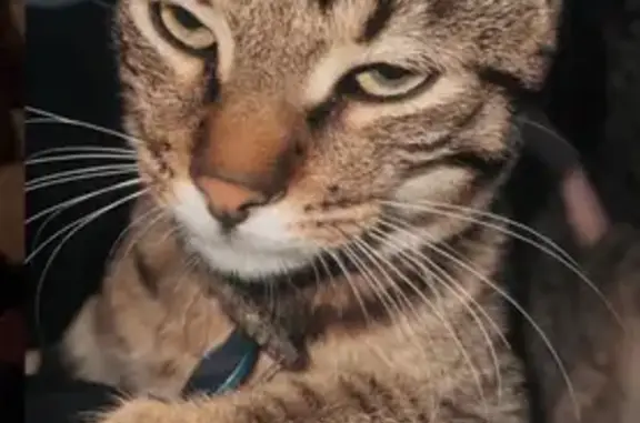 Chat perdu, Noyon, photo: Chat tigré perdu, collier bleu, Noyon