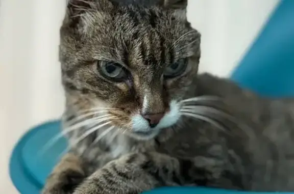 Chatte tigrée perdue à Nantes - photo