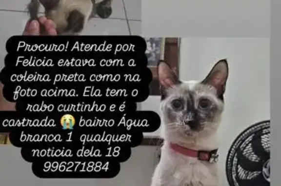 Gato desaparecido Fêmea (brl001560) - photo