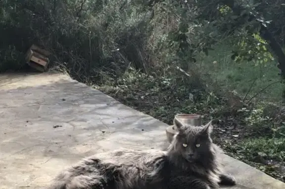 Chat perdu à Bouc-Bel-Air, 8 ans, gris - photo