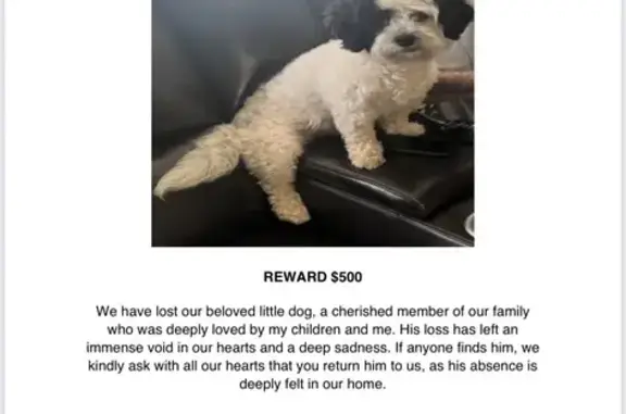 Lost Dog in Charlotte: Help Find Him!