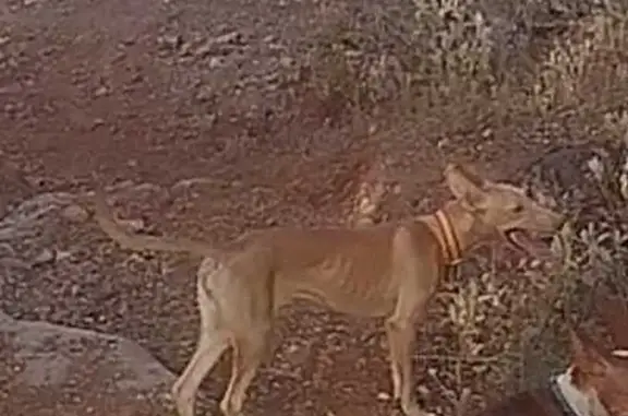 Perro Marrón Perdido en Plaza Nueva, Lucena