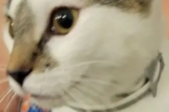 Found cat Columbus, photo: Found Cat: White with Spots in Columbus