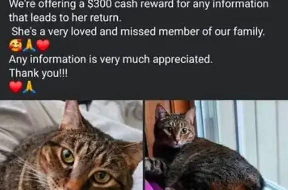 Lost Tabby: Burbank Hill, $300 Reward!