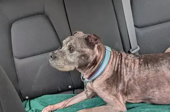 Missing dog Englewood, photo: Lost Elderly Dog: Black with White Chest