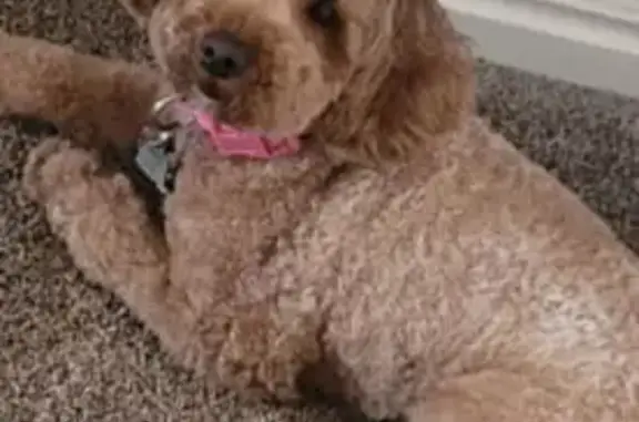Lost: Rusty Poodle, Elk Ridge Area