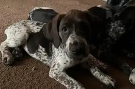 Lost Puppy: White/Brown, Lazy Left Eye