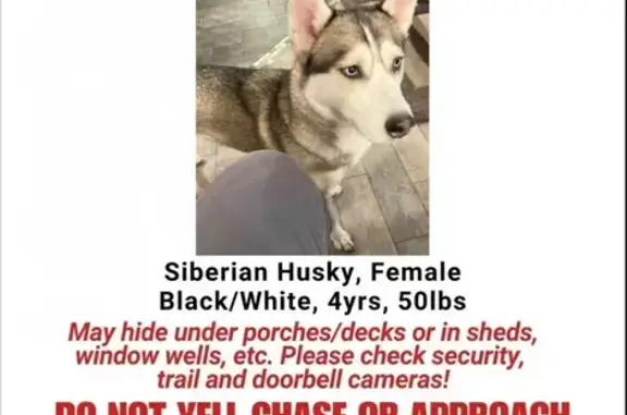 Lost Dog Luna: Blue-Eyed Beauty Found?
