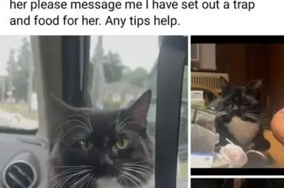 Lost Black & White Cat on Dupont Blvd